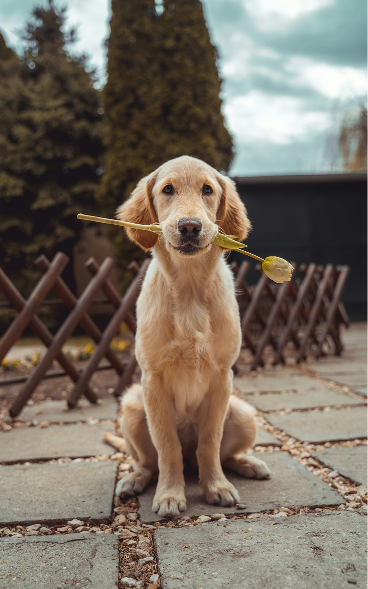Happy Dog